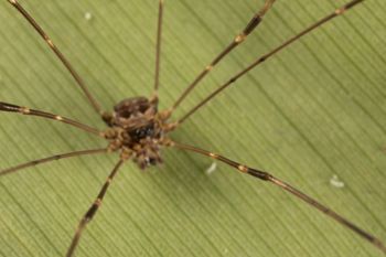 Media type: image;   Invertebrate Zoology 151592